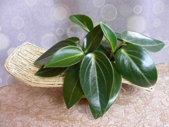 Пеперомия пятнистая